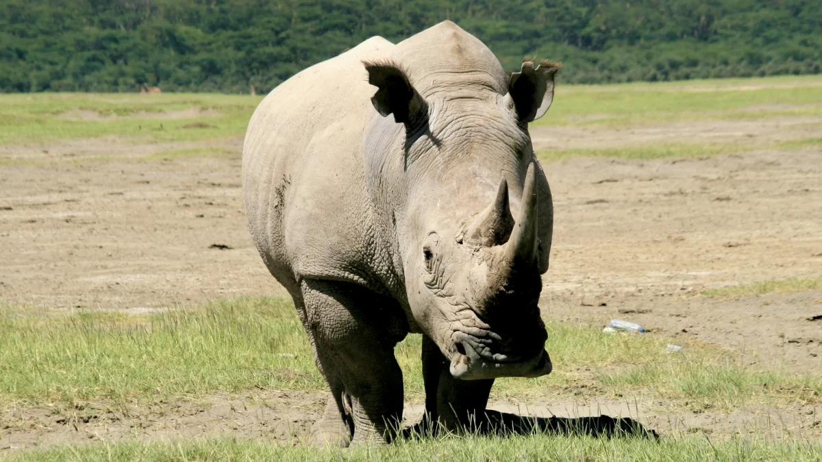 All You Need to Know About Kenya Safari Tours Packages