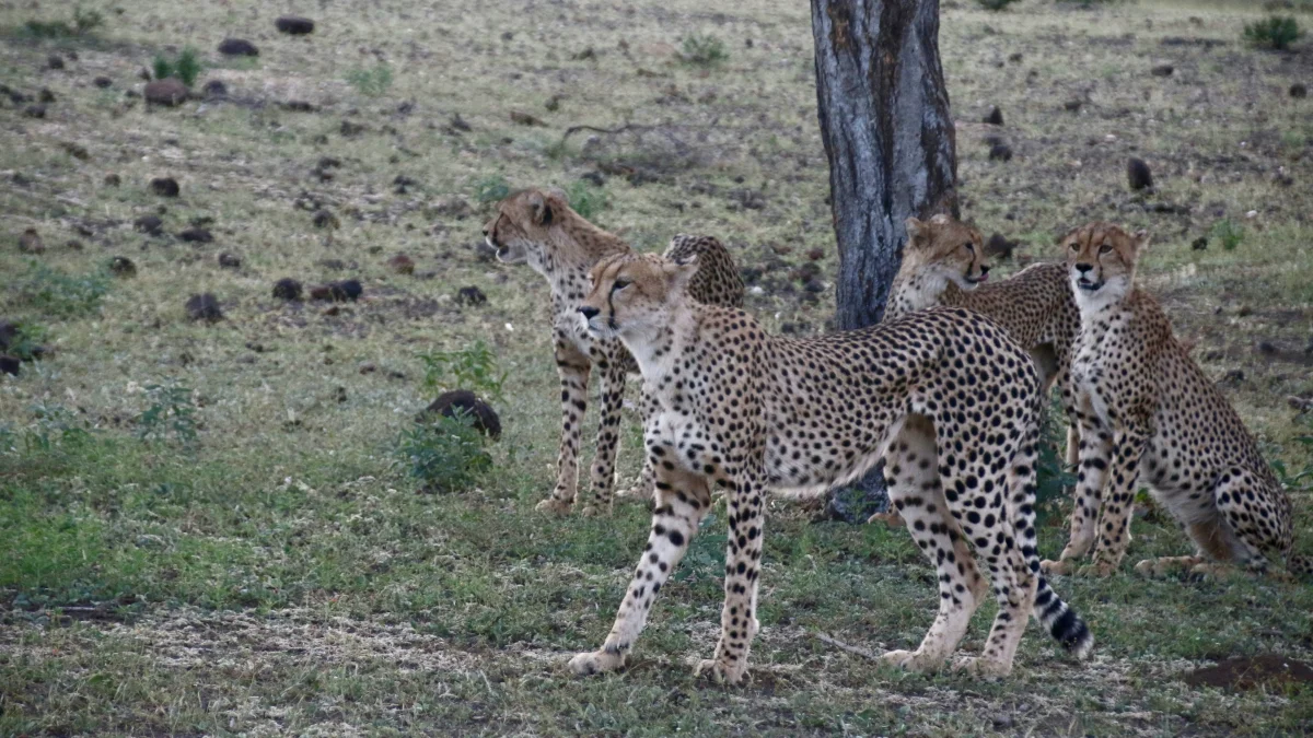 Discovering the Majesty of African Safaris cheetah