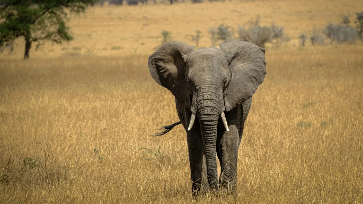 Discovering the Majesty of African Safaris wild elephant in Safari