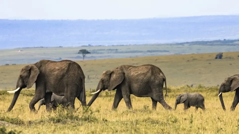 Dream Voyage Safaris Slider Image