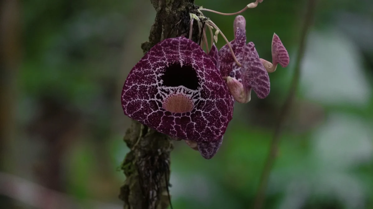 Experience, Ecuador orchids