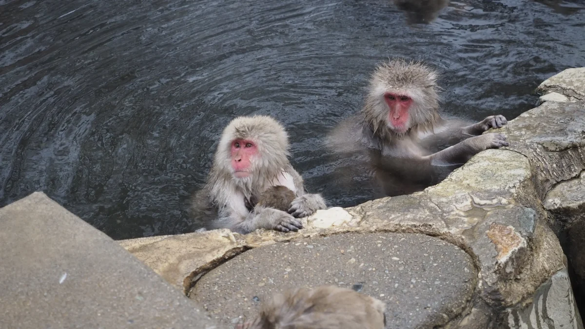 Jigokudani Monkey Park, Japan 15 magical places to experience a Winter