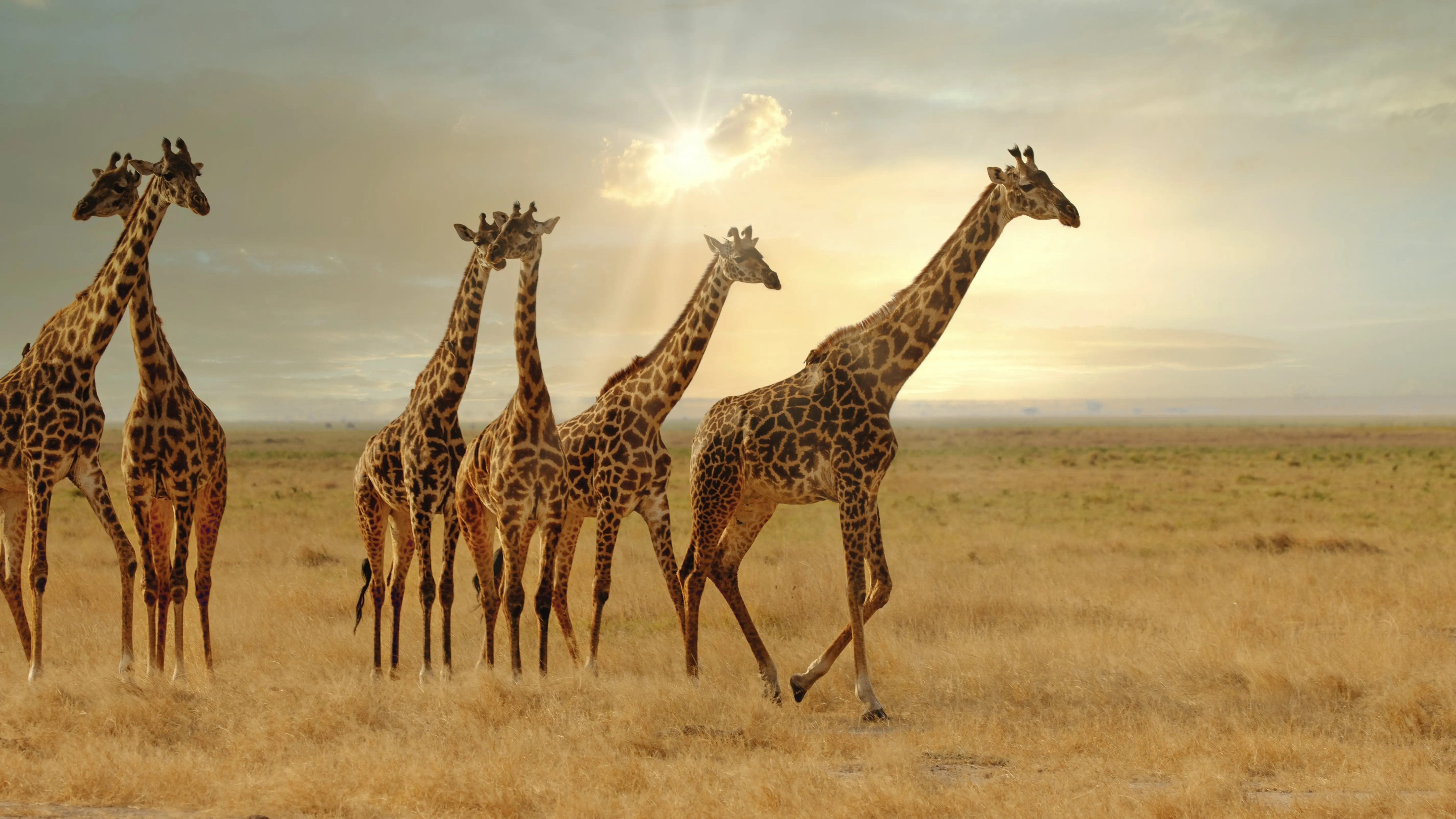 Classic Exciting Safari Slider Image
