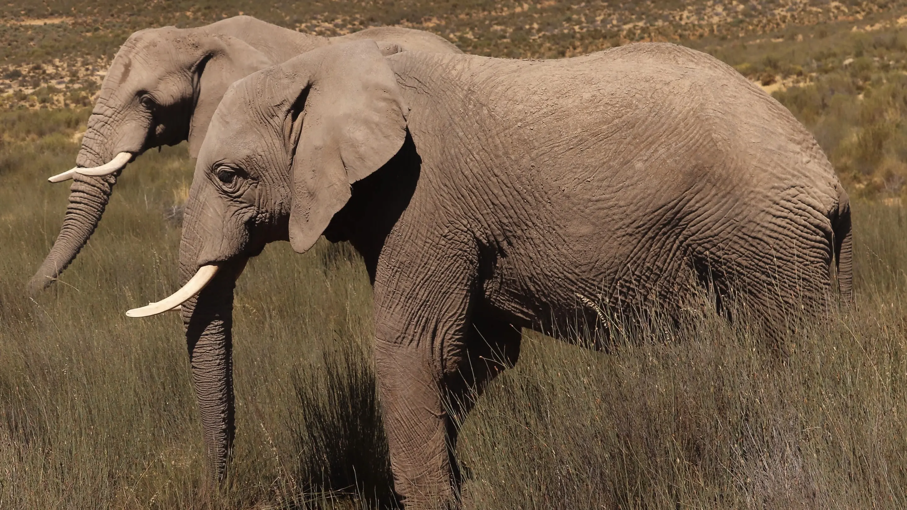 Classic Exciting Safari Slider Image