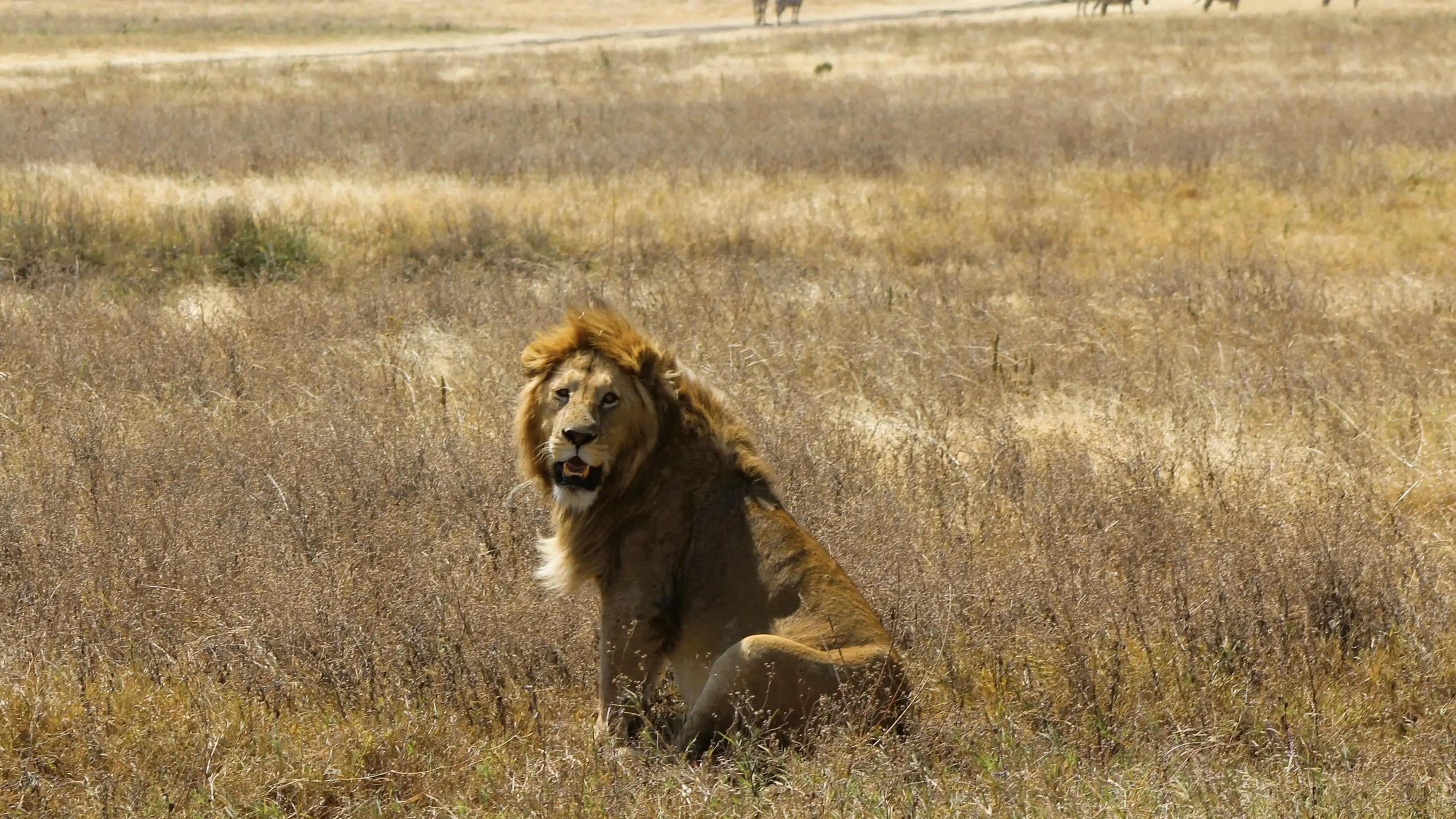 Classic Exciting Safari Slider Image