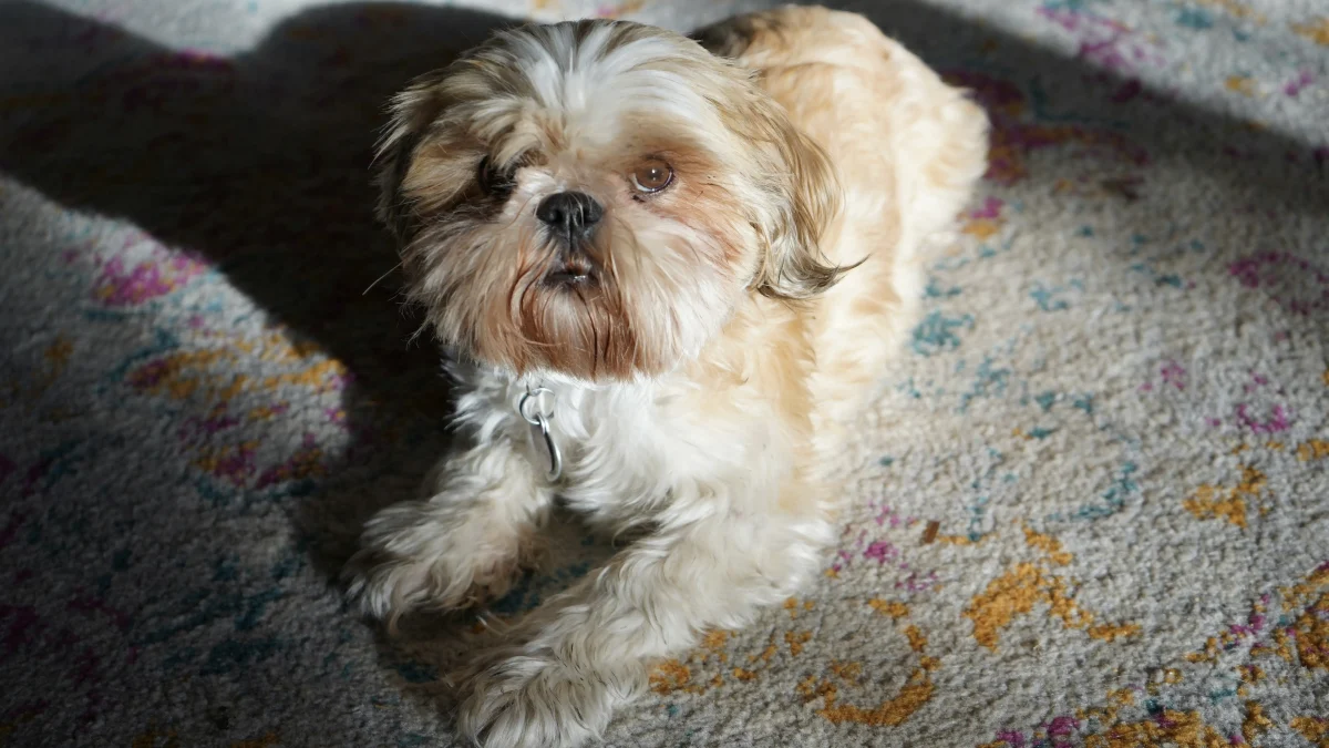 Unveiling the Truth Behind LowCost Carpet Cleaning in Miami