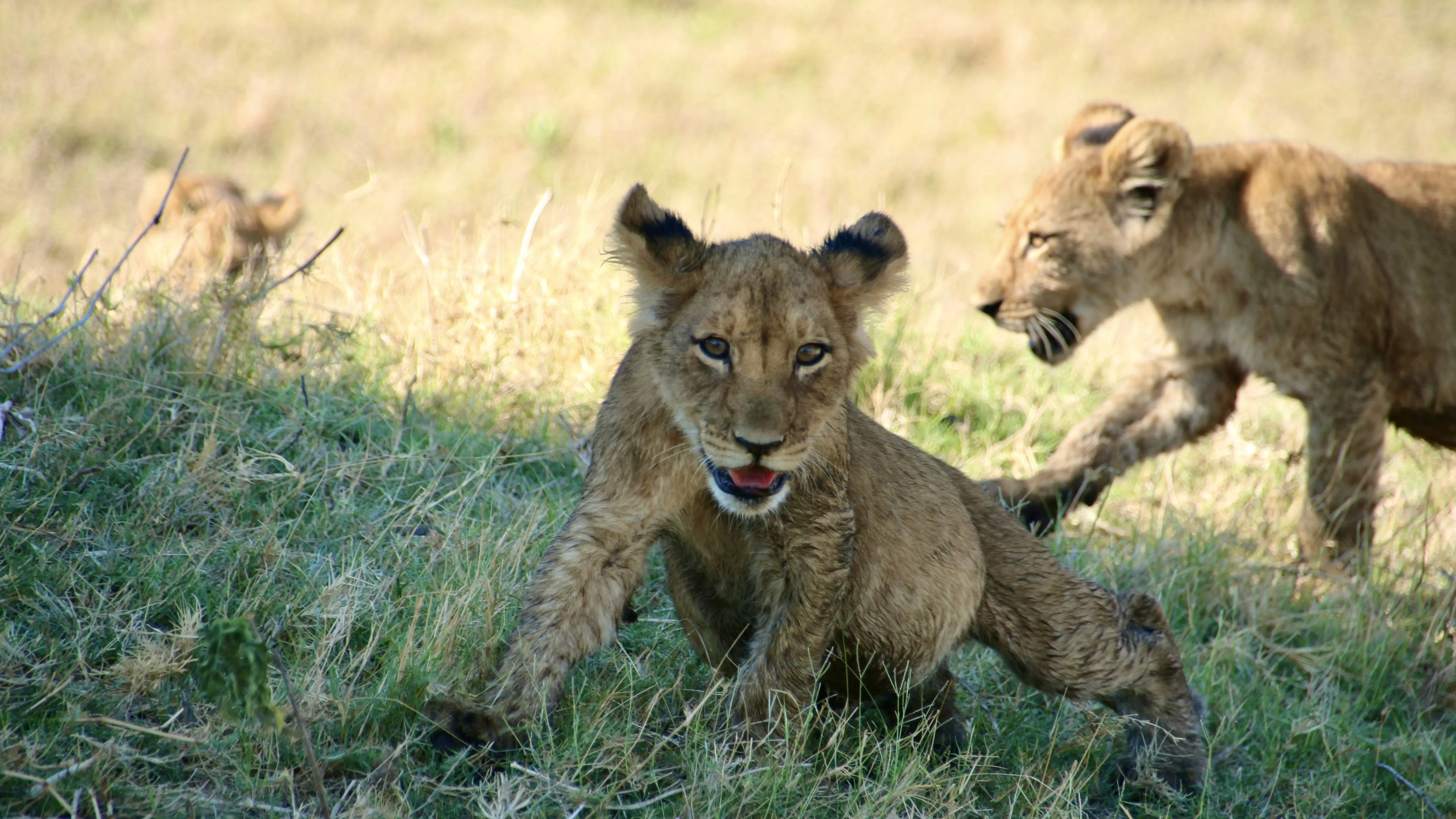 Classic Exciting Safari Slider Image