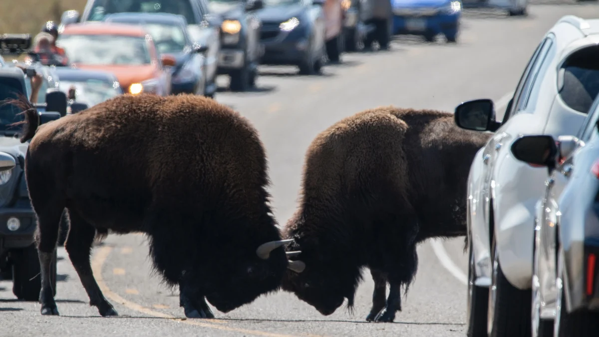 Yellowstone National Park, USA 15 magical places to experience a Winter